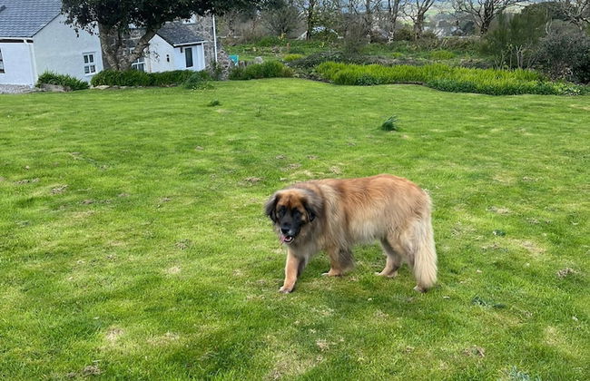 Kitts Cottage in Redruth - Foto 7