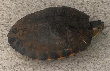 Apartamento Enseada Azul - Foto 20