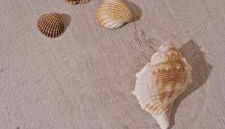 Perla del Mare - Foto 4