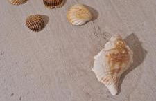 Perla del Mare - Foto 4