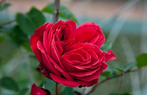 L'Antica Vigna - Foto 30