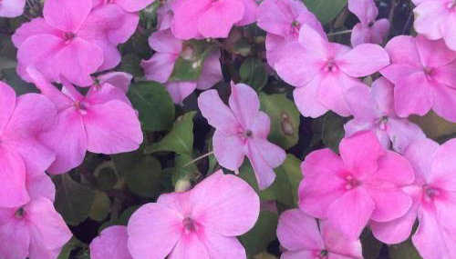 Etzauer Mühle im Taunus, Mensch-Zeit-Pferd - Foto 3