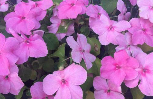 Etzauer Mühle im Taunus, Mensch-Zeit-Pferd - Foto 3