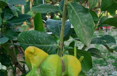 Holiday Maison Villa Arci - Foto 71