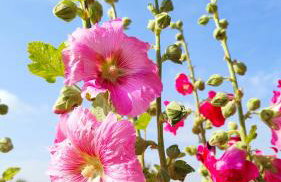 Biały Domek Nielbark - Agroturystyka - Foto 46