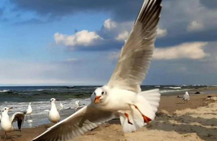 Szare Stodoły Domki - Foto 33