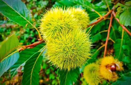 A Casiña do Anselmiño - Foto 30