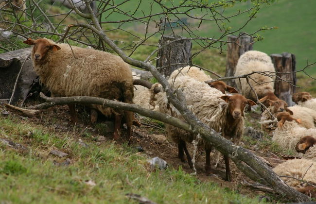 Chalet Near Durbuy With Private Garden - Photo 40
