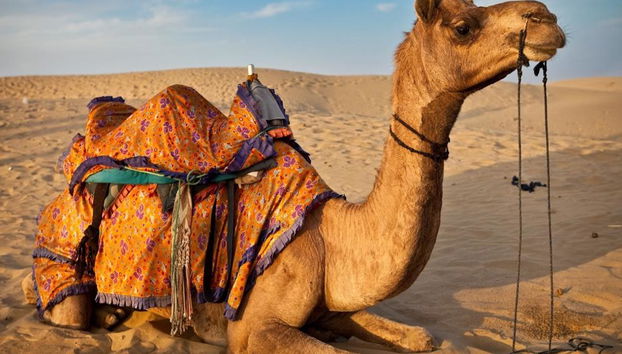 Mega Safari avec Déjeuner - Excursion d'une Journée - Photo 4