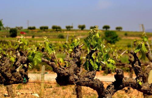 Can Torrents - Foto 34