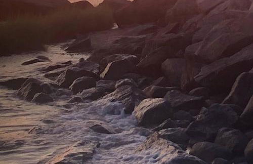 The Dragonfly - Planting Island - Photo 44