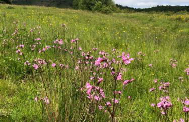 Myrtleberry Studio BnB - Foto 38