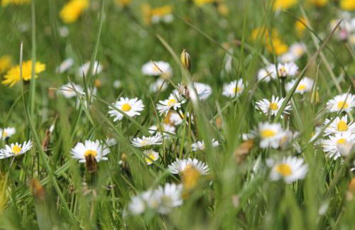 Hardthof - Hürtgenwald - Foto 20