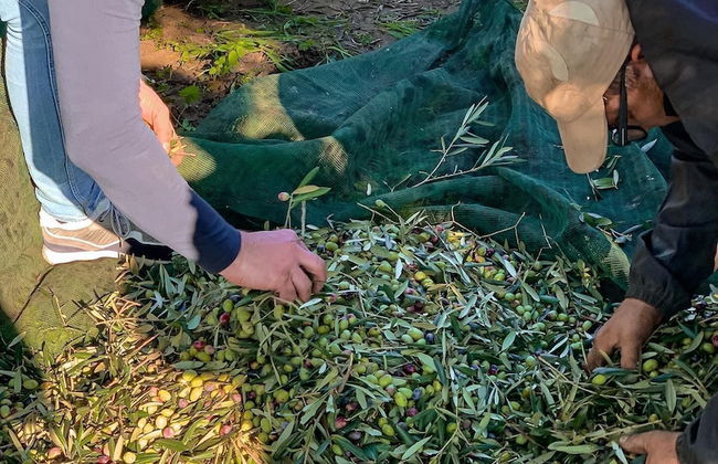 Masseria Elysium - Foto 58