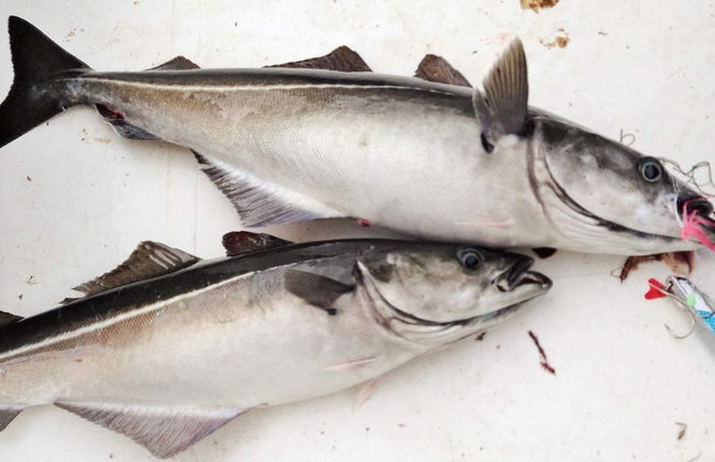 Holiday Home in Tornes I Romsdal - Foto 57