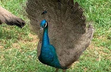 1878 Victorian Farm House near Asheville - Foto 20