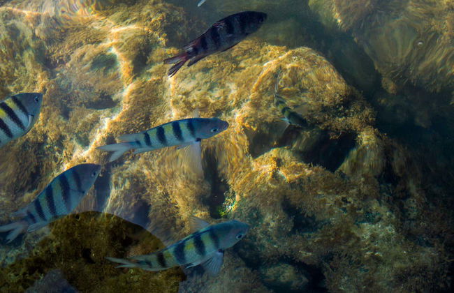 Escursione a Porto de Galinhas - Foto 7