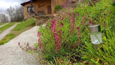 Estrella del alba - Foto 4