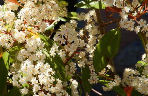 Ulivi sul Garda Garden by Gardadomusmea - Photo 35
