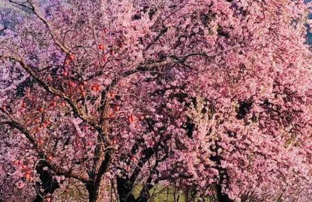 Casa Carmela, rural house with spectacular views, in an exquisite area - Foto 12