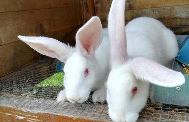 Grebengradska Medna Hiža - Foto 55