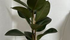 Ferienwohnung Augustus - Foto 3