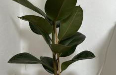 Ferienwohnung Augustus - Foto 3