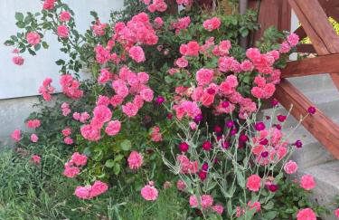 Dom w Sąpach - Foto 48