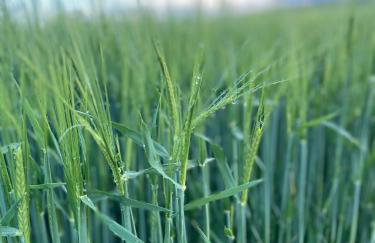 Ferienwohnungen Lausbuben & Zicken - im grünen Herzen Deutschlands - Foto 36