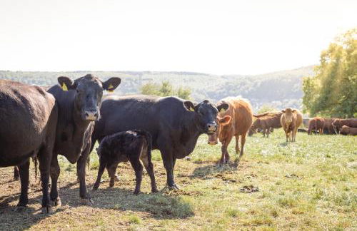 Schäfer's Ferienhof Michaelsberg - Foto 56