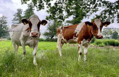 Ferien-am-Uhlenmeer Keine-Monteure - Foto 26
