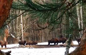 Siedlisko Gruszki Puszcza Białowieska - Foto 62