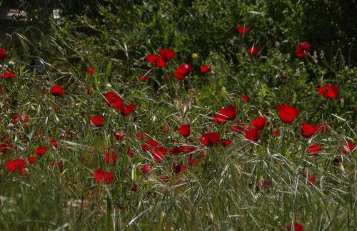 Sminos Farm House E4 path, Γυθειο - Foto 25