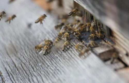 Ferienwohnung im Obstgarten - Foto 61