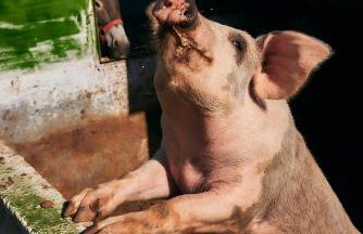 Oak Farm Traditional guesthouse - Foto 35