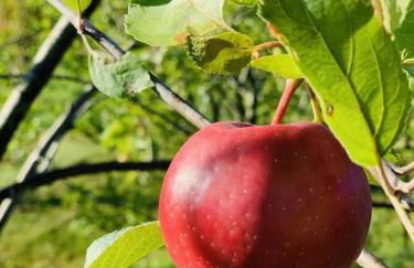 Luxury Farm Stay-Bonds Corner Bungalow-Wolf Pine Hollow - Foto 37