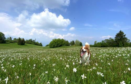 Casa delle Arti Fattoria dei fiori - Foto 38