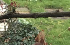 Über den Dächern von Koblenz - Aussichts-Wohnung Naturpark Rheinblick, ruhig, zentrumsnah, Sport-Pool - Foto 10