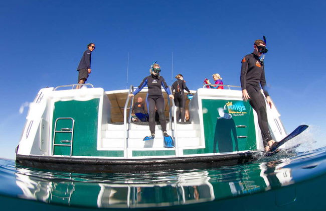 Swim with Humpback Whales or Whale Sharks - Photo 8
