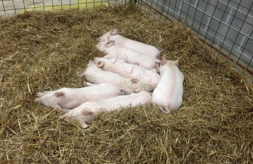 Agriturismo Via del Campo - Foto 25