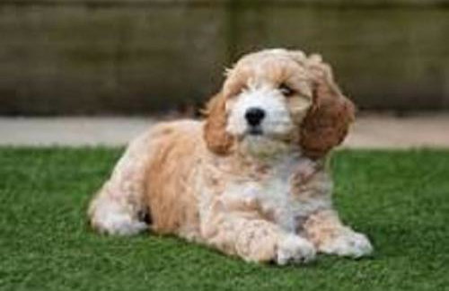 Old Coach House, Betws y Coed, Snowdonia - Foto 15