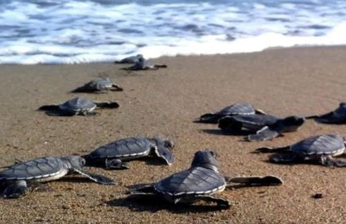 Vounaki Seaside Dreamland! - Foto 29