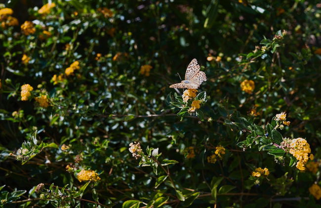 Eleia Seafront Rooms & Villas - Photo 56