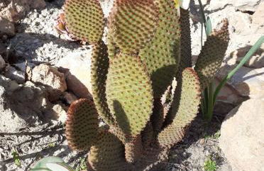 Gite La vallée du silence - Foto 21