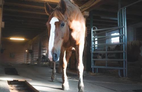 Landurlaub mit neugierigen Blicken in den Pferdestall, eingezäuntem Garten, Kamin und Sauna - Foto 17