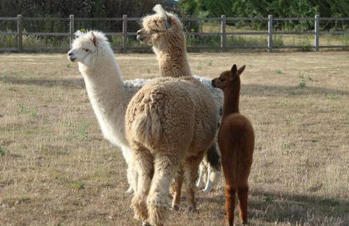 Waterside Lodges Cambridge - Foto 48