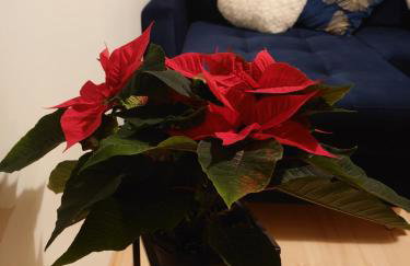 DOMKI KOLOROWE - Foto 29