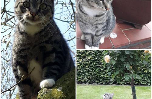 Ferienwohnung 'unter Der Linde' - Photo 8