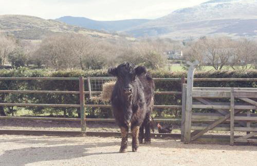Tyddyn Perthi Farm - Foto 20