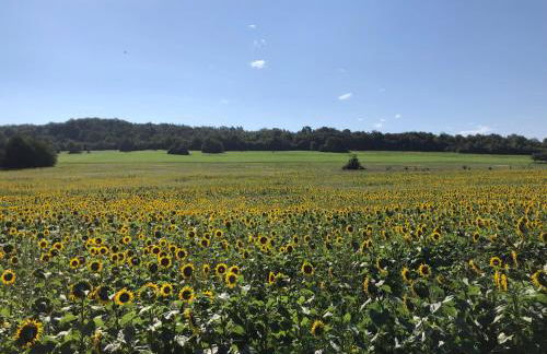Dachgeflüster - Foto 20